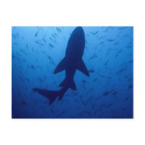 Shark Attack Postcard