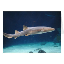 Shark Card