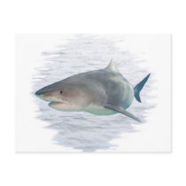 Shark in water post cards