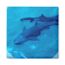 Shark Pair Magnet