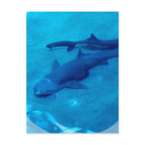 Shark Pair Postcard