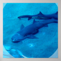 Shark Pair Poster