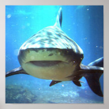Shark Photo Print