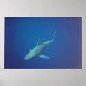 shark posters