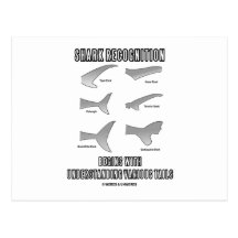 Shark Recognition Begins Understanding Tails Postcards