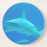 Shark Swimming Coaster