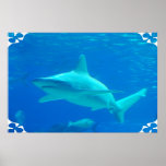 Shark Swimming Poster