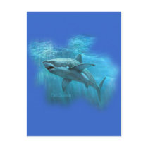 Sharks Collection by FishTs.com