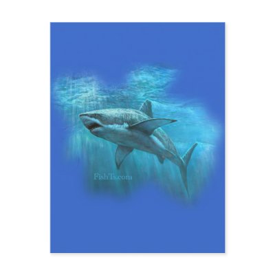 Sharks Collection by FishTs.com Postcards