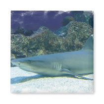 Sharks in Coral Reef Magnet