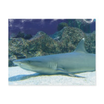 Sharks in Coral Reef Postcard