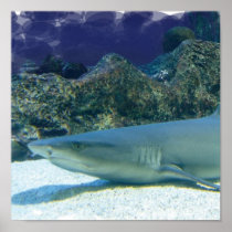 Sharks in Coral Reef Poster Print