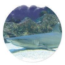 Sharks in Coral Reef Stickers