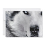 Sharp Eyed Wolf Invites