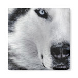 Sharp Eyed Wolf Fridge Magnets