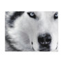 Sharp Eyed Wolf Post Card