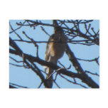 Sharp Shinned Hawk 1 Postcard