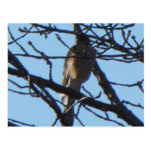 Sharp Shinned Hawk 1 Postcard