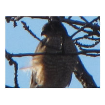 Sharp Shinned Hawk 2 Postcard