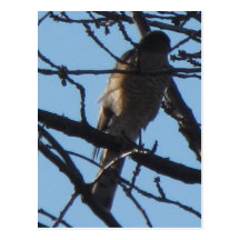 Sharp Shinned Hawk 4 Postcard