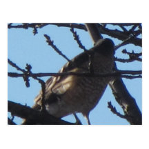 Sharp Shinned Hawk 5 Postcard