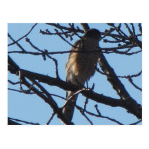 Sharp Shinned Hawk 6 Postcard