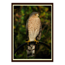 Sharp-Shinned Hawk ATC Business Card Templates