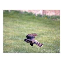 Sharp-Shinned Hawk in flight Post Card