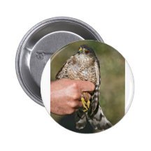 Sharp-shinned Hawk Pinback Button