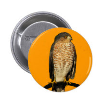 Sharp-Shinned Hawk Pins