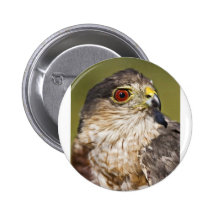 Sharp-shinned Hawk Pins