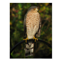 Sharp-Shinned Hawk Post Cards