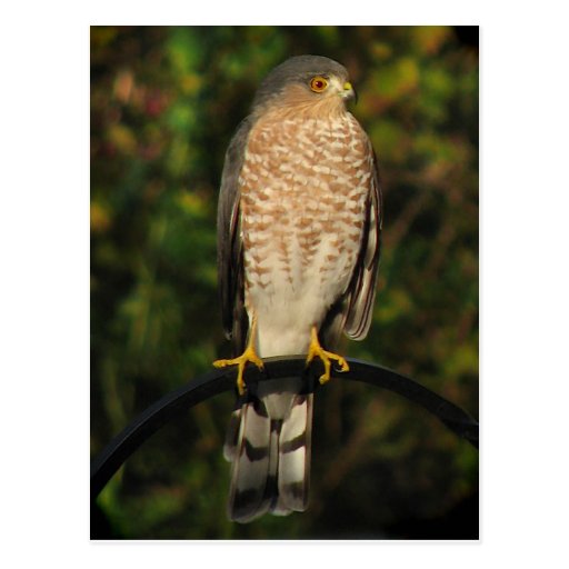 Sharp-Shinned Hawk Post Cards