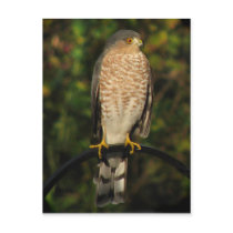 Sharp-Shinned Hawk