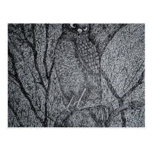 Sharp Shinned Hawk Postcard