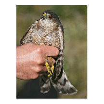 Sharp-shinned Hawk Postcards