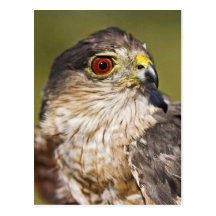 Sharp-shinned Hawk Postcards