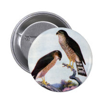 Sharp-shinned Hawks Pin