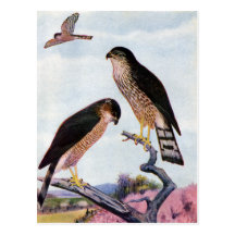 Sharp-shinned Hawks Post Cards