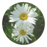 Shasta Daises