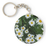 Shasta Daisies 3