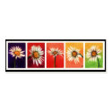 Shasta Daisies Bookmarks business cards