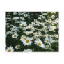 Shasta Daisies Postcards