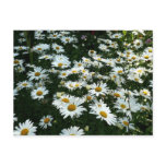 Shasta Daisies postcards