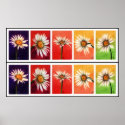 Shasta Daisies Print II