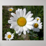 Shasta Daisy (Chrysanthemum maximum) posters