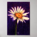 Shasta Daisy I Print