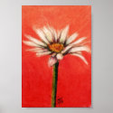 Shasta Daisy III Print