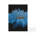 Shasta daisy love and meaning cards