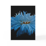 Shasta daisy love and meaning cards